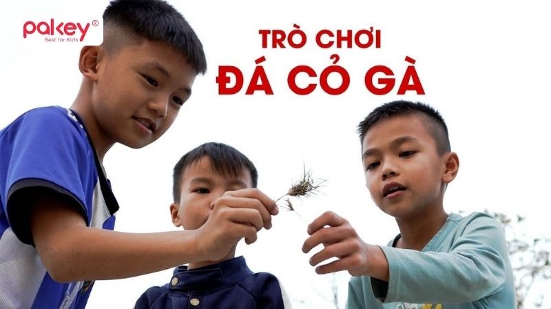 Top 50+ trò chơi dân gian Việt Nam đặc sắc nhất 92 Trò chơi chọi cỏ gà