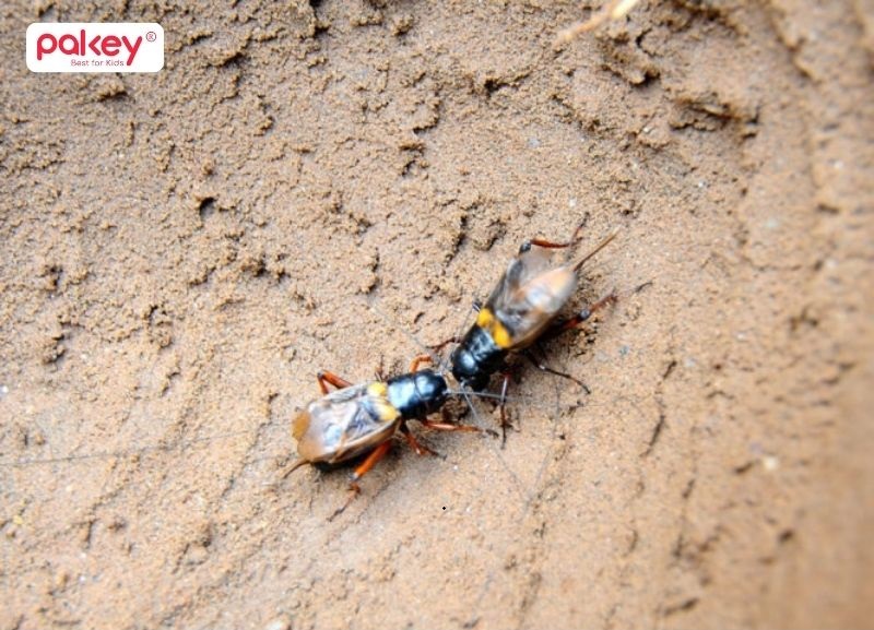 Top 50+ trò chơi dân gian Việt Nam đặc sắc nhất 100 Trò chơi chọi dế