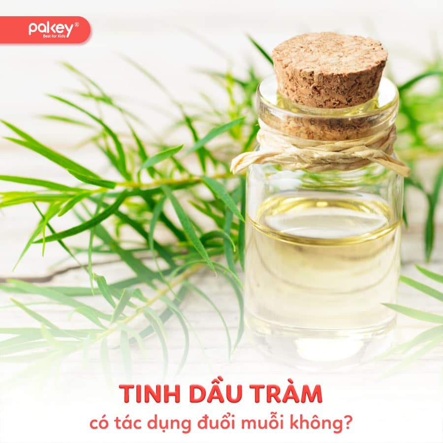 Tinh dầu tràm có tác dụng đuổi muỗi không? Lưu ý khi sử dụng