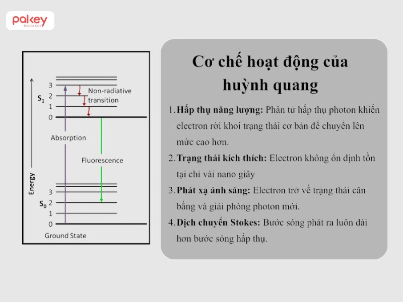 Huỳnh quang có độc không? Cơ chế hoạt động của huỳnh quang 7 Huỳnh quang có độc không? Cơ chế hoạt động của huỳnh quang