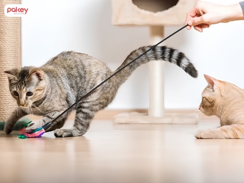 [Giải đáp] Trẻ bị mèo cào có sao không?